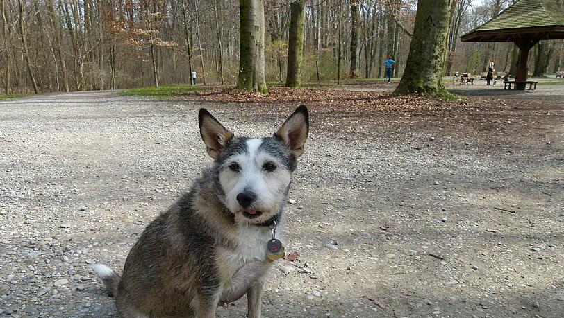 Foxi freut sich auf sein "Wienerli". Foxi freut sich auf sein "Wienerli".