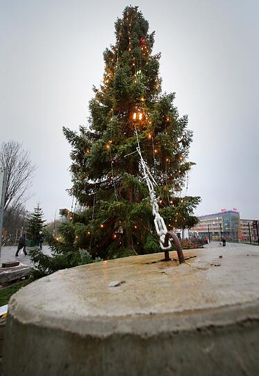 Der Weihnachtsbaum auf dem Rostocker Weihnachtsmarkt muss festgebunden werden
