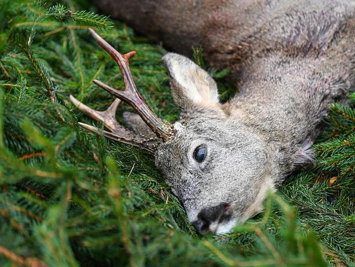 Ein erlegter Rehbock nach einer Ansitz-Drückjagd auf einer Waldlichtung.