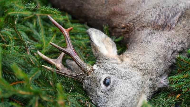 Ein erlegter Rehbock nach einer Ansitz-Drückjagd auf einer Waldlichtung. Ein erlegter Rehbock nach einer Ansitz-Drückjagd auf einer Waldlichtung.