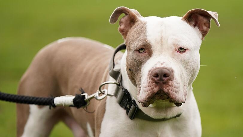 England: Verbot von XL Bullys - vielen Hunden droht der Tod
