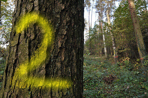 Abholzaktion für den Hochwasserschutz: Die Bäume, die dem Dammbau im Bannwald bei Ziegelstein zum Opfer fallen, sind bereits gekennzeichnet.