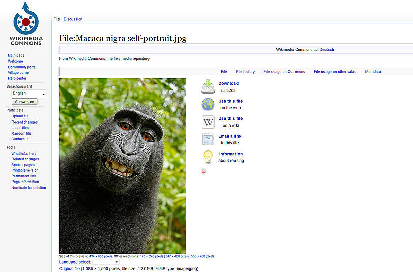 Aufregung um dieses Bild: Ein Selfie, geschossen von einem Affen.