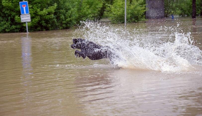 Hund Bobby hat in Jena offensichtlich Spaß im Saale-Wasser. Die Lage in Jena hat sich am Montag ein wenig entspannt: Der Pegel der Saale ist seit Sonntag um 15 Zentimeter gesunken.