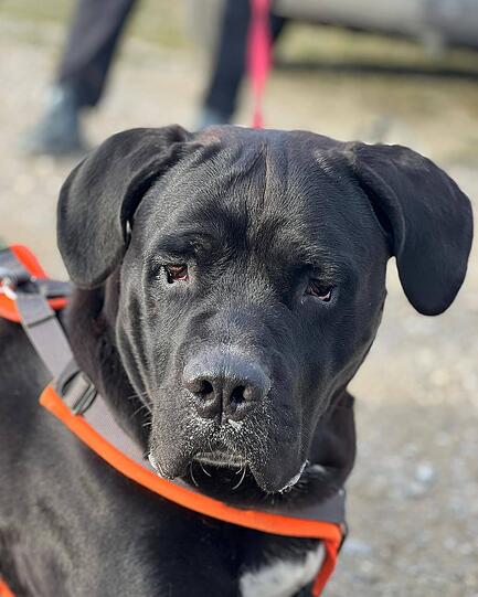 Darko (4) ist sehr freundlich. Er beherrscht die Grundkommandos in der Basis. Für den Buben werden erfahrene Besitzer gesucht mit ebenerdigem zu Hause, da er eine diagnostizierte Hüftdysplasie hat. Der Cane Corso wird in Bayern als Listenhund, Kategorie 2, geführt.