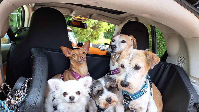 Platz 3: Sissi, Holly, Coco, Jojo und Wiggerl – ein Auto voller Leben! Platz 3: Sissi, Holly, Coco, Jojo und Wiggerl – ein Auto voller Leben!