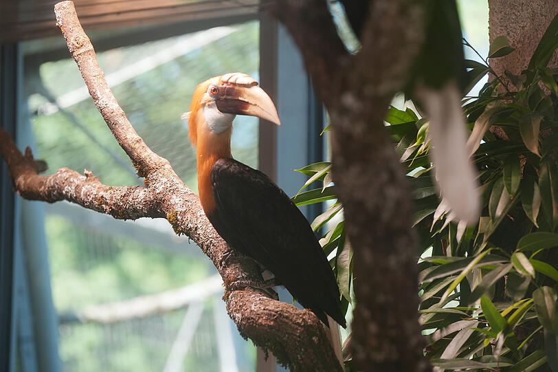 Auch ein Papuahornvogel ist frisch eingezogen.
