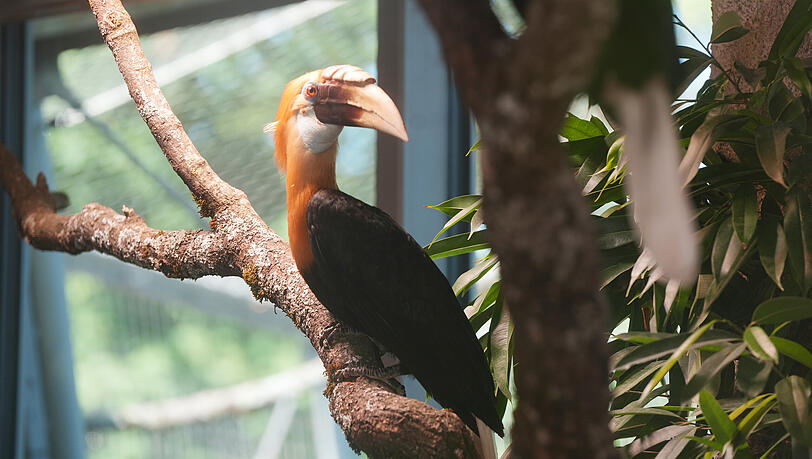Auch ein Papuahornvogel ist frisch eingezogen.