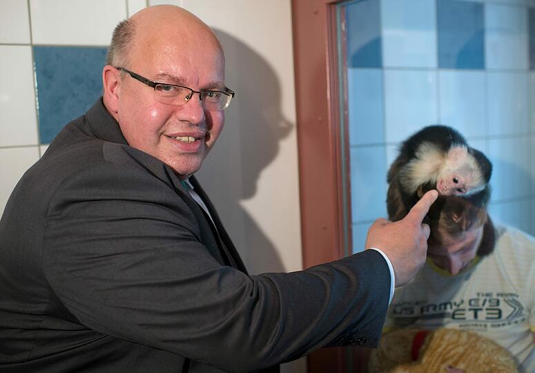 Bundesumweltminister Peter Altmaier (CDU) besucht am 21.05.2013 im Tierheim München-Riem Justin Biebers Kapuzineräffchen Mally, der auf dem Arm seines Pflegers Konrad Dressler (r) steht.