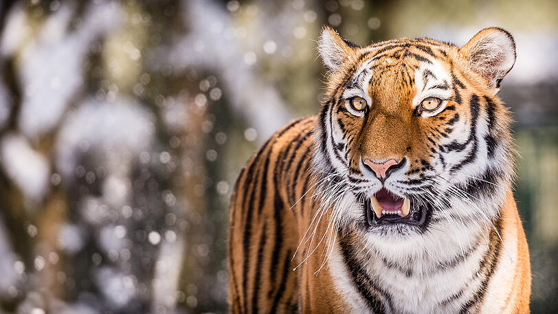Wintereinbruch: Der sibirische Tiger Ahimsa im Schnee.
