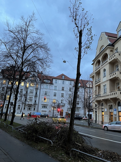 Ziemlich zerrupft sieht auch dieser Straßenbaum in Haidhausen aus. Ziemlich zerrupft sieht auch dieser Straßenbaum in Haidhausen aus.