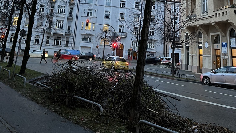 Ziemlich zerrupft sieht auch dieser Straßenbaum in Haidhausen aus. Ziemlich zerrupft sieht auch dieser Straßenbaum in Haidhausen aus.