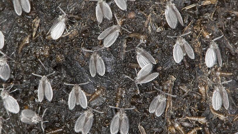 Abortfliegen lieben verschmutztes Wasser und Fäkalien. Abortfliegen lieben verschmutztes Wasser und Fäkalien.