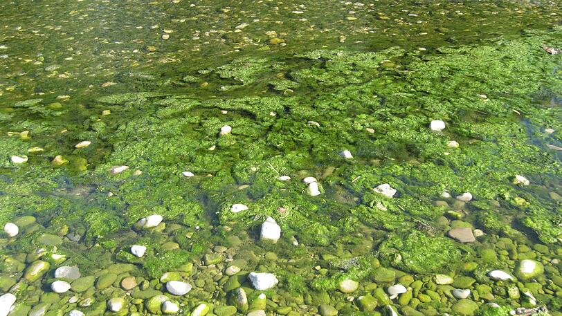 ... treibt wie hier zu sehen nördlich der Stadtgrenze in Freising an der Korbiniansbrücke. Aber auch weiter südlich...