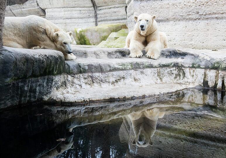 Die beiden Eisbären-Eltern Yoghi und Giovanna bleiben in Hellabrunn.