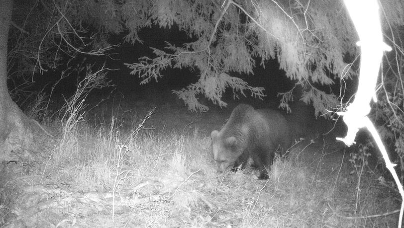 Eine Wildtierkamera hat am 02.05.2022 im Landkreis Garmisch-Partenkirchen einen Braunbären aufgenommen.