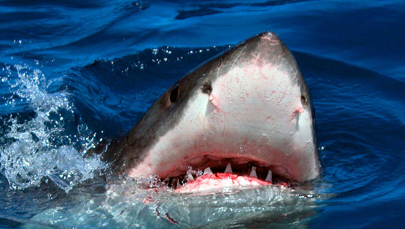 Ein Hai hat in Australien einem Surfer das Bein abgebissen. Ein Hai hat in Australien einem Surfer das Bein abgebissen.