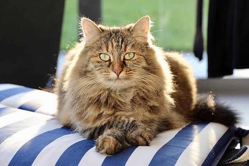 Bella