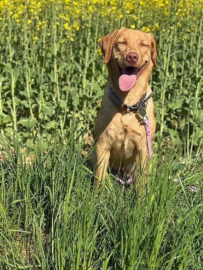 Mala: Meine Hündin ist die Beste! Lieb, lustig, wild und verschmust – sie bringt jeden Tag Freude. Sie liebt alle Menschen und Tiere. Und als echter Münchner Hund kann sie sogar "Servus" sagen.