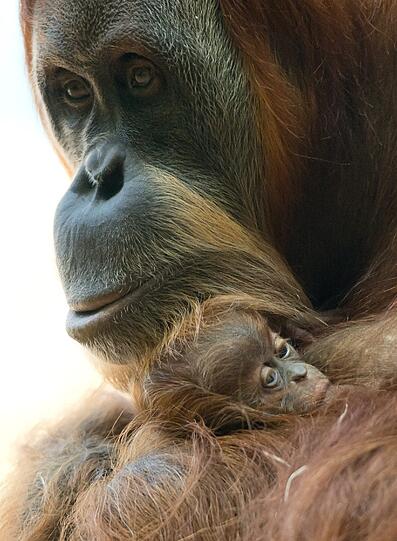 Das Orang-Utan-Baby von Hellabrunn. Die Bilder.