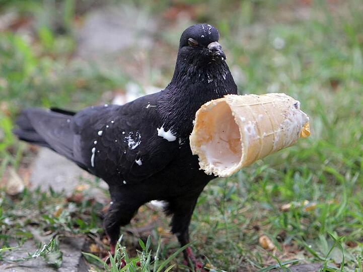 Nicht nur in Deutschland herrschen tropische Temperaturen. Heiß ist es auch in der Ukraine. Diese Taube erfrischt sich mit dem Rest einer Eiswaffel.