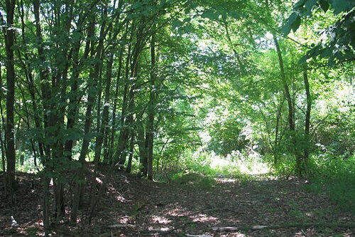 Steuergeld und Wald gerettet: Das 40.000 Euro teure Sandgrasheide Biotop in Unterfranken ist gescheitert.