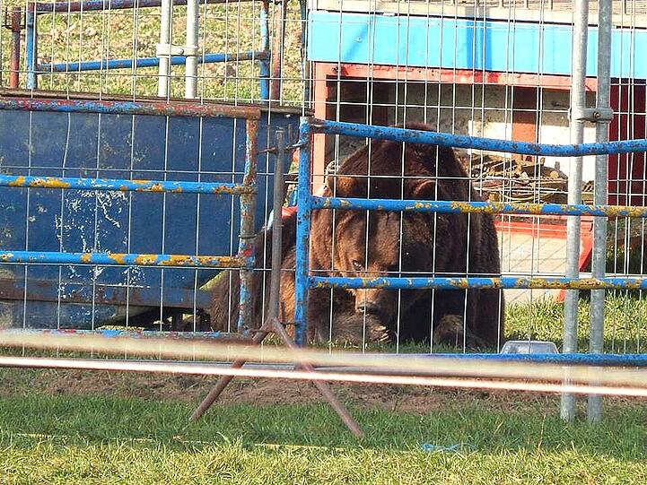 Ben war Deutschlands letzter Zirkus-Bär. Die Tierschützer hoffen, dass er auf einem Gnadenhof unterkommt.