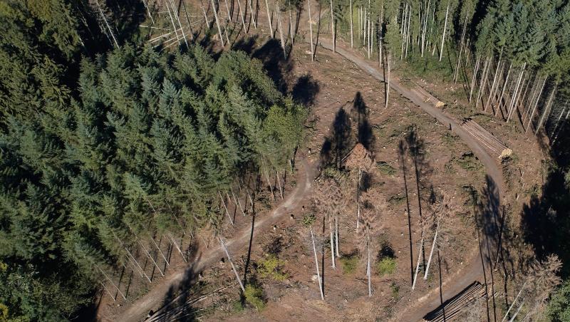 Die Luftaufnahme mit einer Drohne zeigt durch die extrem lange Trockenheit geschädigte Fichten. Foto: Thomas Frey/Archiv Die Luftaufnahme mit einer Drohne zeigt durch die extrem lange Trockenheit geschädigte Fichten. Foto: Thomas Frey/Archiv