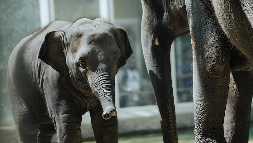 Die Elefanten Rani und Savani im Tierpark Hellabrunn.