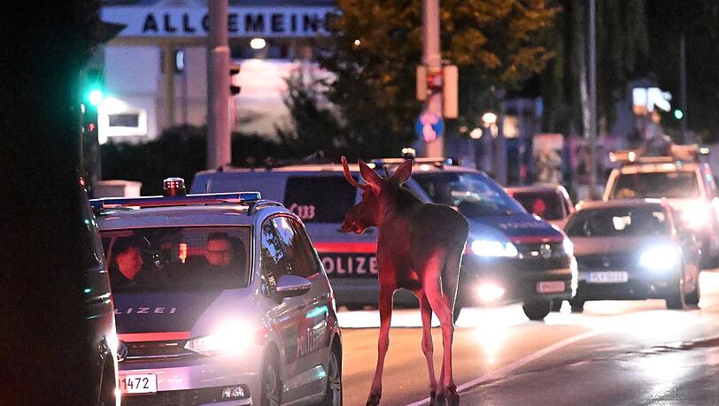 Emil streift durch St. Pölten. Zeitweise wird er auf seiner Reise von der Polizei eskortiert, damit niemand verletzt wird.