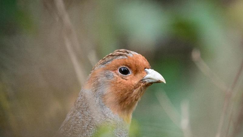 Ein Rebhuhn sitzt in einem Gehege des Zoologischen Gartens Wilhelma in Stuttgart. Ein Rebhuhn sitzt in einem Gehege des Zoologischen Gartens Wilhelma in Stuttgart.