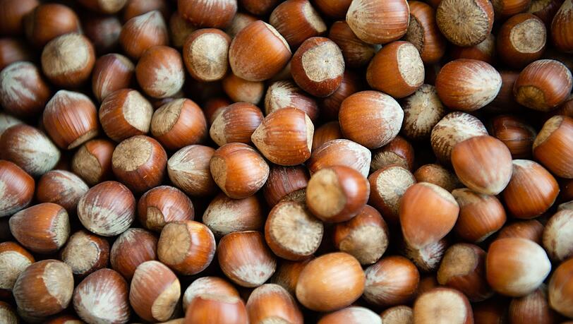 Die Haselsnussernte ist in Italien so schlecht ausgefallen wie seit Jahrzehnten nicht mehr. (Archivbild) Die Haselsnussernte ist in Italien so schlecht ausgefallen wie seit Jahrzehnten nicht mehr. (Archivbild)