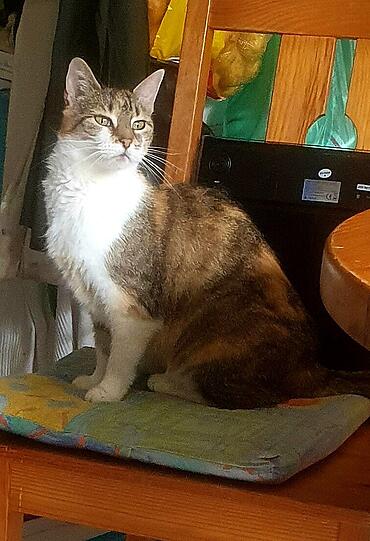 Maggy
