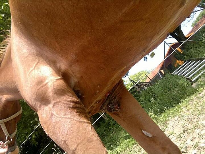 Das Pferd, das Pony und der Esel der Angeklagten litten an Ekzemen. Ihre Körper waren mit entzündeten Wunden übersät.