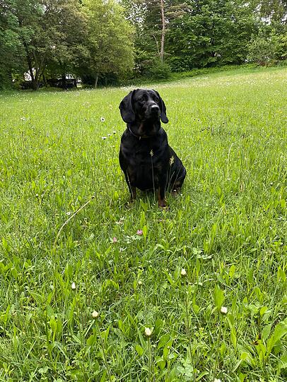 Ambra