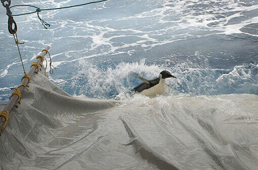 Am Sonntag wurde Pinguin "Happy Feet" von Forschern im Meer ausgesetzt. Nun soll er in seine Heimat, die Antarktis, zurückschwimmen. In der Nähe der Insel Campbell wurde das Tier sanft ins Wasser geschubst - es hatte sich selbst zunächst nicht getraut.