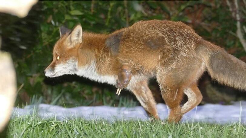 Der Fuchs soll in die Falle geraten sein.
