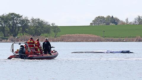 Der rund zw&ouml;lf Meter lange Buckewal kann geborgen werden. (Archivbild)