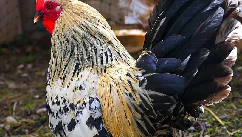 Der stolze Hahn Nobbi ist der kleine große König in seinem Mini-Gehege. Die Federn an seinen Beinen sehen aus wie Schlaghosen. Der stolze Hahn Nobbi ist der kleine große König in seinem Mini-Gehege. Die Federn an seinen Beinen sehen aus wie Schlaghosen.