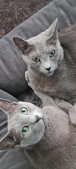 Mogli und Baghira