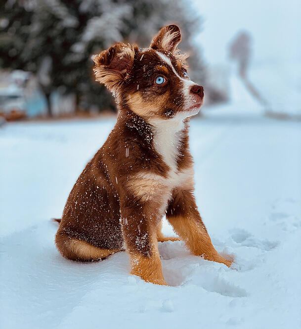 Platz 5: Dass Mila im Winter eine gute Figur macht, hat sie mit diesem Foto schon mal bewiesen. Wir gratulieren zum fünften Platz und wünschen viel Freude mit dem warmen, kuscheligen Fellimitat für die nächsten kalten Tage. Platz 5: Dass Mila im Winter eine gute Figur macht, hat sie mit diesem Foto schon mal bewiesen. Wir gratulieren zum fünften Platz und wünschen viel Freude mit dem warmen, kuscheligen Fellimitat für die nächsten kalten Tage.