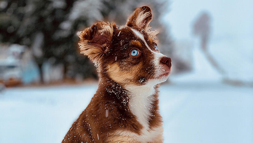 Platz 5: Dass Mila im Winter eine gute Figur macht, hat sie mit diesem Foto schon mal bewiesen. Wir gratulieren zum fünften Platz und wünschen viel Freude mit dem warmen, kuscheligen Fellimitat für die nächsten kalten Tage.