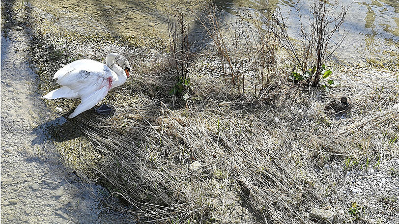 Der verletzte Schwan.