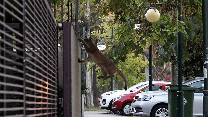 Im April 2020 streift ein Puma durch die menschenleeren Straßen von Chiles Hauptstadt Santiago. Im April 2020 streift ein Puma durch die menschenleeren Straßen von Chiles Hauptstadt Santiago.