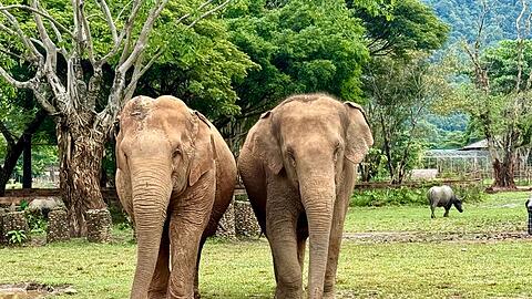 Im Elephant Nature Park k&ouml;nnen Elefanten nach Jahren der Ausbeutung neue Freundschaften schlie&szlig;en.