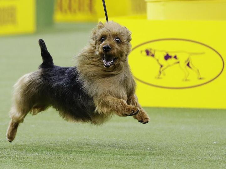 Junger Hüpfer: Der australische Terrier "Bacon" auf der 143. Westminster-Hundeshow.