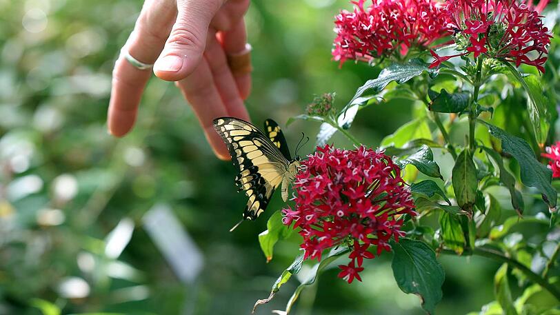 Sanft gesammelt: Die Flügel dieses Schwalbenschwanzes sind empfindlich, darum ist das Team vom Botanischen Garten sehr behutsam beim Umsiedeln der Insekten.