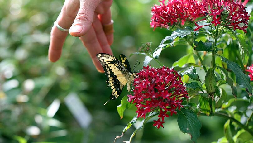 Sanft gesammelt: Die Flügel dieses Schwalbenschwanzes sind empfindlich, darum ist das Team vom Botanischen Garten sehr behutsam beim Umsiedeln der Insekten. Sanft gesammelt: Die Flügel dieses Schwalbenschwanzes sind empfindlich, darum ist das Team vom Botanischen Garten sehr behutsam beim Umsiedeln der Insekten.