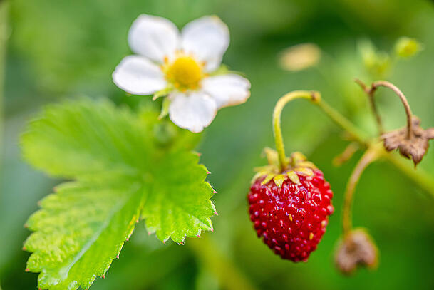 Walderdbeeren wachsen bevorzugt in lichten Laub- und Nadelwäldern sowie entlang der Waldränder auf feuchtem, aber gut durchlässigem, eher nährstoffreichem Boden. Walderdbeeren wachsen bevorzugt in lichten Laub- und Nadelwäldern sowie entlang der Waldränder auf feuchtem, aber gut durchlässigem, eher nährstoffreichem Boden.