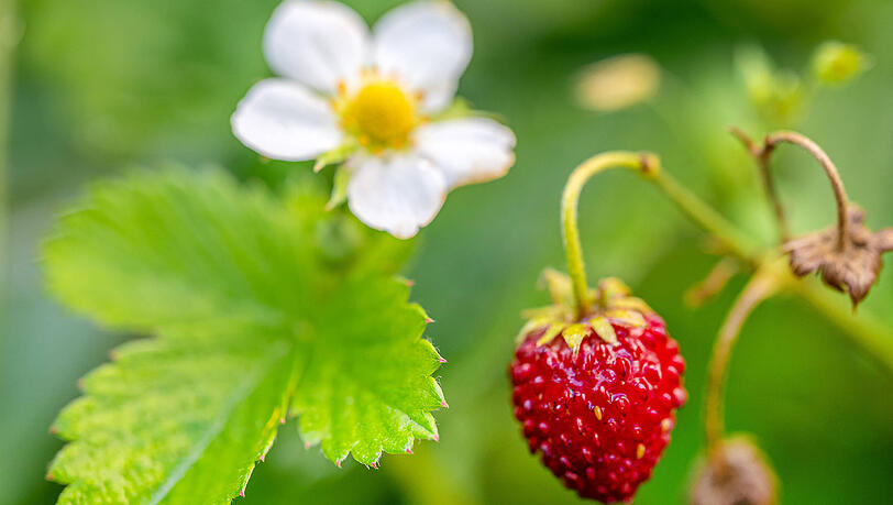Walderdbeeren wachsen bevorzugt in lichten Laub- und Nadelwäldern sowie entlang der Waldränder auf feuchtem, aber gut durchlässigem, eher nährstoffreichem Boden. Walderdbeeren wachsen bevorzugt in lichten Laub- und Nadelwäldern sowie entlang der Waldränder auf feuchtem, aber gut durchlässigem, eher nährstoffreichem Boden.
